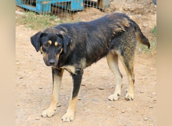 Romi  55 cm geb. 01/2024 ist eine total verschmuste Familienhündin Romi  55 cm geb. 01/2024 ist eine total verschmuste Familienhündin