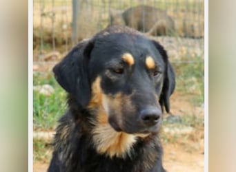 Romi  55 cm geb. 01/2024 ist eine total verschmuste Familienhündin Romi  55 cm geb. 01/2024 ist eine total verschmuste Familienhündin