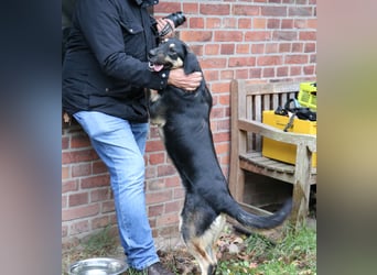 Romi  55 cm geb. 01/2024 ist eine total verschmuste Familienhündin Romi  55 cm geb. 01/2024 ist eine total verschmuste Familienhündin