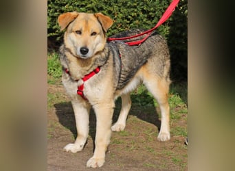 Ruffy 55cm geb. 06/2019 wartet in Hannover - Er ist ein Schatz!!