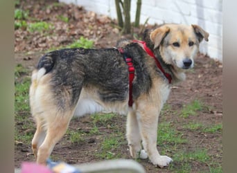 Ruffy 55cm geb. 06/2019 wartet in Hannover - Er ist ein Schatz!!