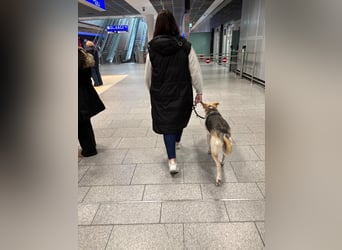 Stattliche, lebensfrohe Hündin, 2Jahre, gepflegt, stubenrein, kastriert