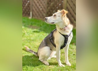 Stattliche, lebensfrohe Hündin, 2Jahre, gepflegt, stubenrein, kastriert