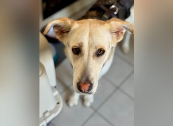 Stattliche, lebensfrohe Hündin, 2Jahre, gepflegt, stubenrein, kastriert