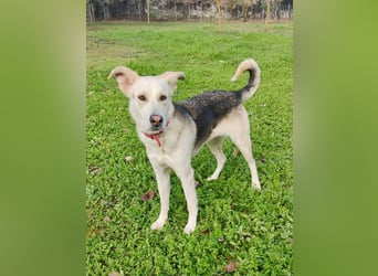 Stattliche, lebensfrohe Hündin, 2Jahre, gepflegt, stubenrein, kastriert