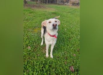 Stattliche, lebensfrohe Hündin, 2Jahre, gepflegt, stubenrein, kastriert