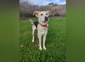 Stattliche, lebensfrohe Hündin, 2Jahre, gepflegt, stubenrein, kastriert