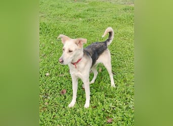 Stattliche, lebensfrohe Hündin, 2Jahre, gepflegt, stubenrein, kastriert