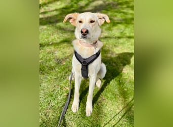 Stattliche, lebensfrohe Hündin, 2Jahre, gepflegt, stubenrein, kastriert