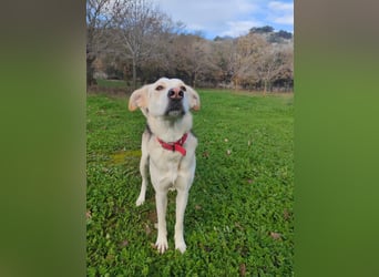 Stattliche, lebensfrohe Hündin, 2Jahre, gepflegt, stubenrein, kastriert