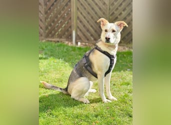 Stattliche, lebensfrohe Hündin, 2Jahre, gepflegt, stubenrein, kastriert