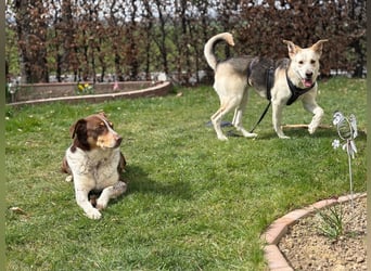 Stattliche, lebensfrohe Hündin, 2Jahre, gepflegt, stubenrein, kastriert