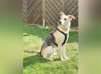 Stattliche, lebensfrohe Hündin, 2Jahre, gepflegt, stubenrein, kastriert