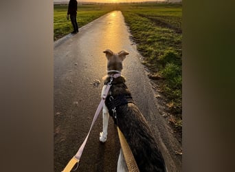 Stattliche, lebensfrohe Hündin, 2Jahre, gepflegt, stubenrein, kastriert