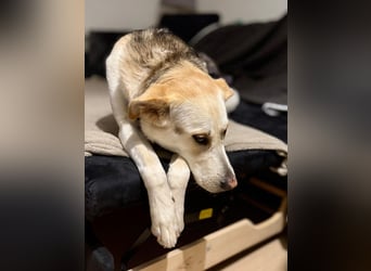 Stattliche, lebensfrohe Hündin, 2Jahre, gepflegt, stubenrein, kastriert