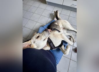 Stattliche, lebensfrohe Hündin, 2Jahre, gepflegt, stubenrein, kastriert