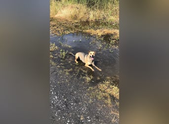 Kuba - Schäferhund-Husky-Mix wartet in 91616 Neusitz