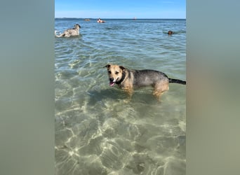 Kuba - Schäferhund-Husky-Mix wartet in 91616 Neusitz