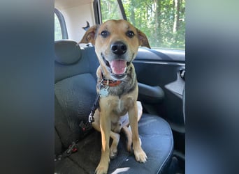 Kuba - Schäferhund-Husky-Mix wartet in 91616 Neusitz
