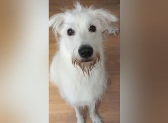 Ida - Pudel Schäferhund Mischling