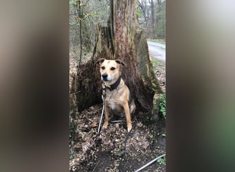 Kuba - Schäferhund-Husky-Mix wartet in 91616 Neusitz
