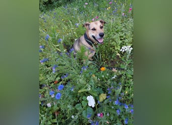 Kuba - Schäferhund-Husky-Mix wartet in 91616 Neusitz