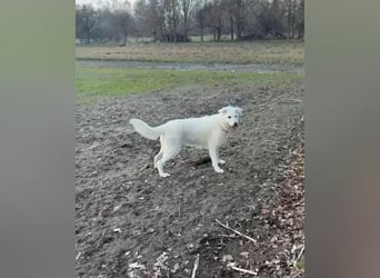 Ida - Pudel Schäferhund Mischling