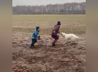 Ida - Pudel Schäferhund Mischling