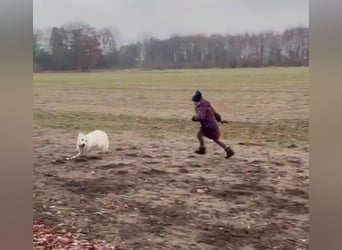 Ida - Pudel Schäferhund Mischling