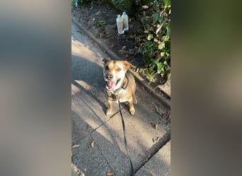 Kuba - Schäferhund-Husky-Mix wartet in 91616 Neusitz