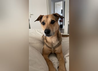 Kuba - Schäferhund-Husky-Mix wartet in 91616 Neusitz