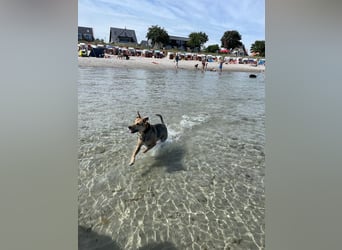 Kuba - Schäferhund-Husky-Mix wartet in 91616 Neusitz
