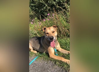Kuba - Schäferhund-Husky-Mix wartet in 91616 Neusitz
