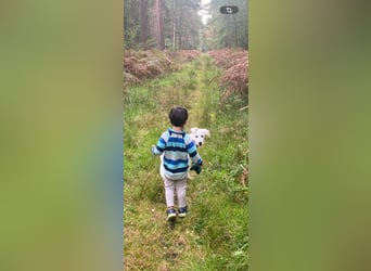 Ida - Pudel Schäferhund Mischling