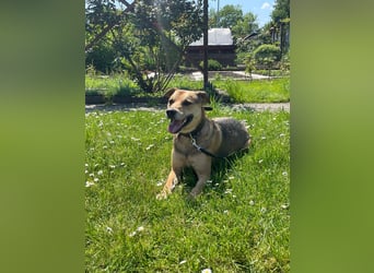 Kuba - Schäferhund-Husky-Mix wartet in 91616 Neusitz