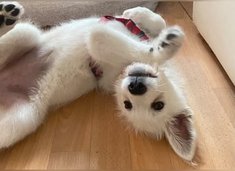 Ida - Pudel Schäferhund Mischling