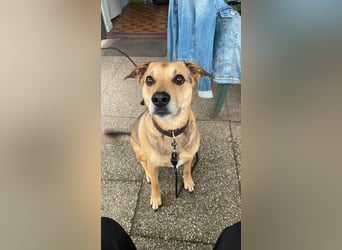 Kuba - Schäferhund-Husky-Mix wartet in 91616 Neusitz