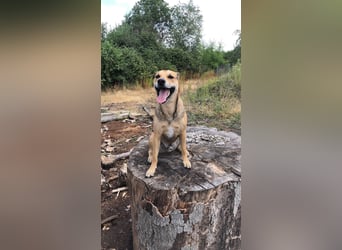 Kuba - Schäferhund-Husky-Mix wartet in 91616 Neusitz