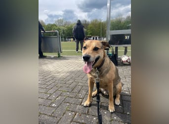 Kuba - Schäferhund-Husky-Mix wartet in 91616 Neusitz