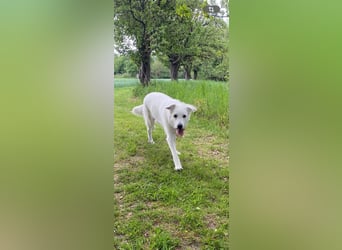Ida - Pudel Schäferhund Mischling