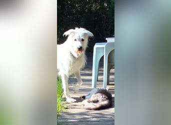 Ida - Pudel Schäferhund Mischling