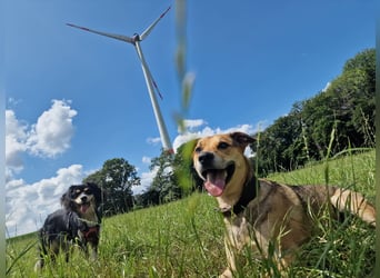 Kuba - Schäferhund-Husky-Mix wartet in 91616 Neusitz