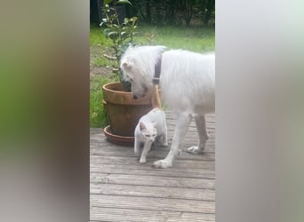 Ida - Pudel Schäferhund Mischling