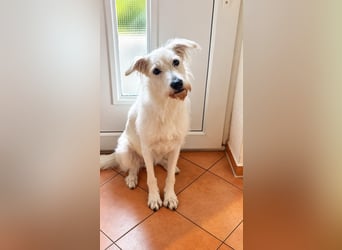 Ida - Pudel Schäferhund Mischling