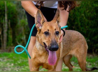 Josy  ♥️  Smartie  *|*  2 von ~650 Hunden in der Cantinho da Milu