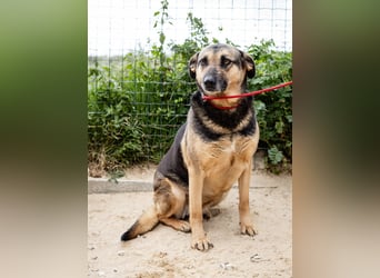 ♥️ Ellie • Nana ♥️ 2 von ~650 Hunden in der Cantinho da Milu