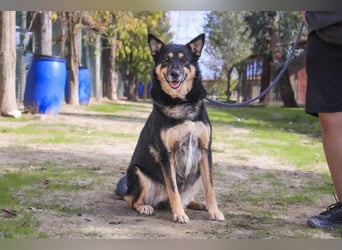 ♥️ Ellie • Nana ♥️ 2 von ~650 Hunden in der Cantinho da Milu