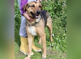 Josy  ♥️  Smartie  *|*  2 von ~650 Hunden in der Cantinho da Milu