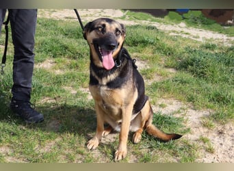 ♥️ Ellie • Nana ♥️ 2 von ~650 Hunden in der Cantinho da Milu