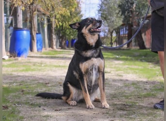 ♥️ Ellie • Nana ♥️ 2 von ~650 Hunden in der Cantinho da Milu